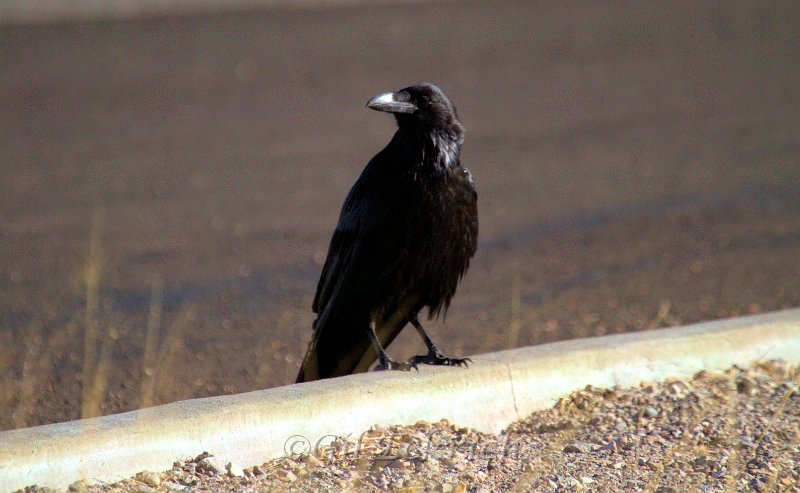 Chihuahuan Raven 2011_07_17_1715.jpg